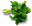 листья кресс-салата