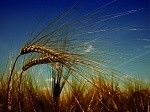 Ученые вывели новый сорт пшеницы с высоким содержанием клетчатки - Кулинарные новости Ученые вывели новый сорт пшеницы с высоким содержанием клетчатки - Кулинарные новости