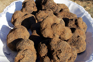 truffles