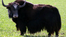 yak