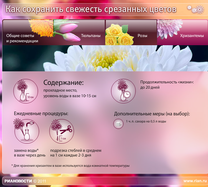 Как дольше сохранить цветы тюльпаны. Памятка ухода за букетом. Памятка по срезанным цветам. Памятка для цветов. Памятка по уходу за букетом цветов.