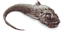 макрурус макрурус