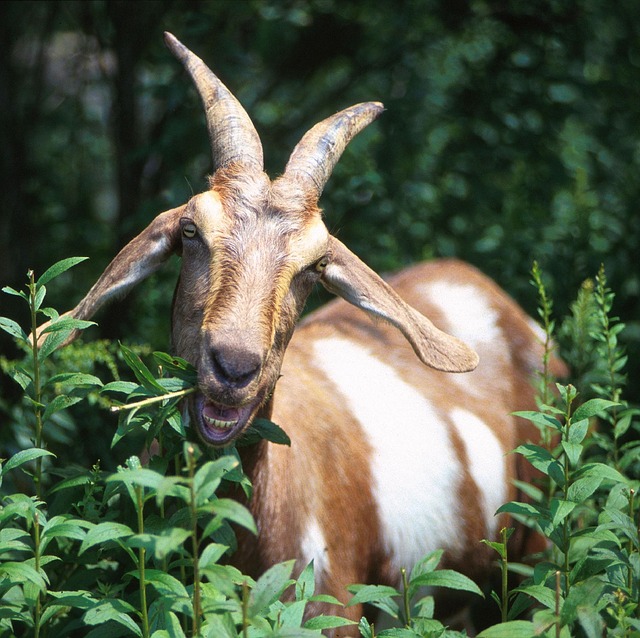 goat-620474_640.jpg