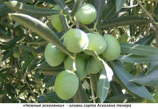 3-ascolana-tenera.jpg 3-ascolana-tenera.jpg