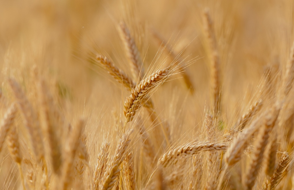 Пшеница_1.jpg