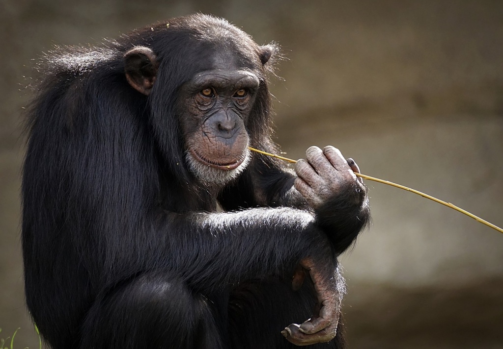 chimpanzee-3703230_1280.jpg