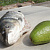 Белый амур с авокадо на углях